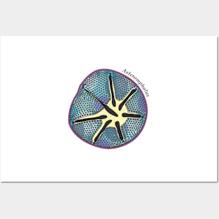 Diatom - Asteromphalus (scientific, color) Posters and Art